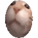 Animated kitten orb Discord emoji